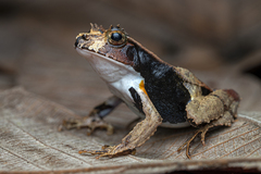 Perez's Snouted Frog photo 1