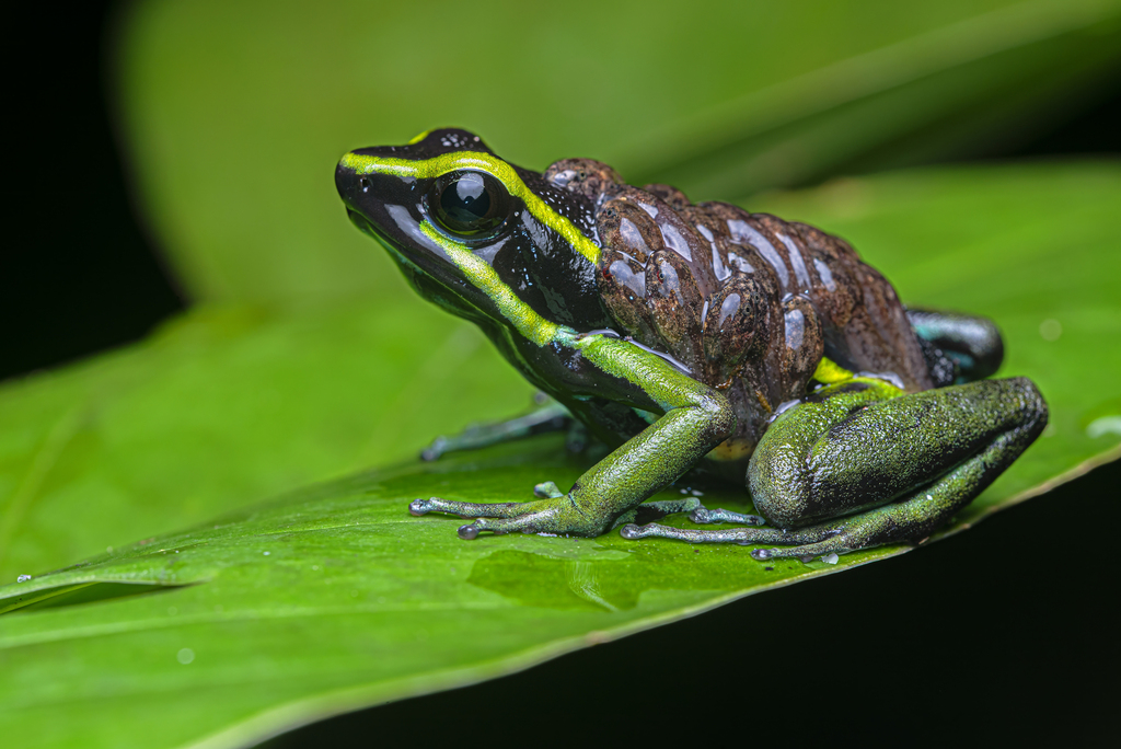 Three-striped Poison Frog