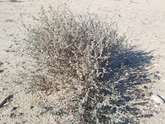 Heliotropium bacciferum