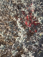 Heliotropium bacciferum