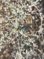 Heliotropium bacciferum