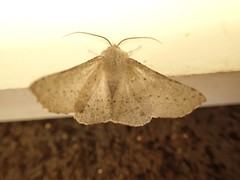 Oenochroma subustaria