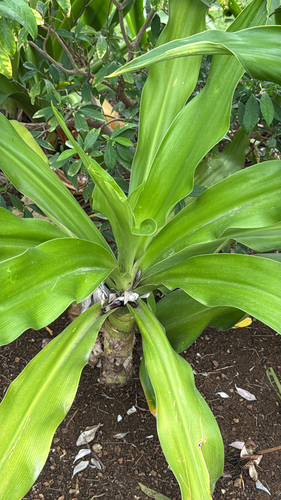 Cornstalk dracaena (Dracaena fragrans): origin and uses β photo 3