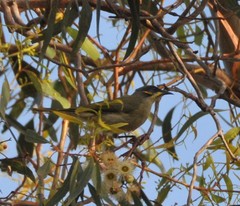 Lichenostomus cratitius