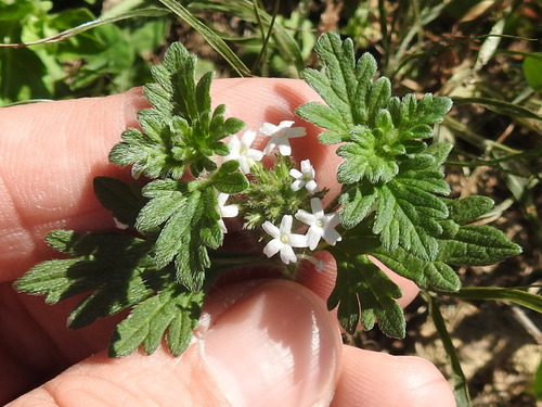 Image of Glandularia quadrangulata by (c) Sam Kieschnick, some rights reserved (CC BY)