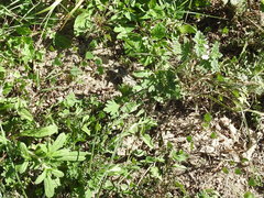 Glandularia quadrangulata