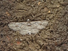 Sigilliclystis insigillata