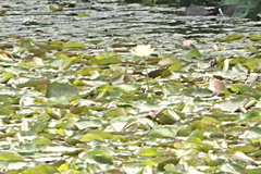 Nymphaea mexicana