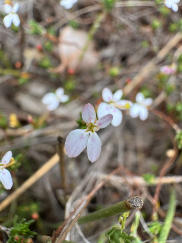Matted Triggerplant (Stylidium repens)