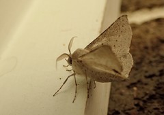 Oenochroma subustaria