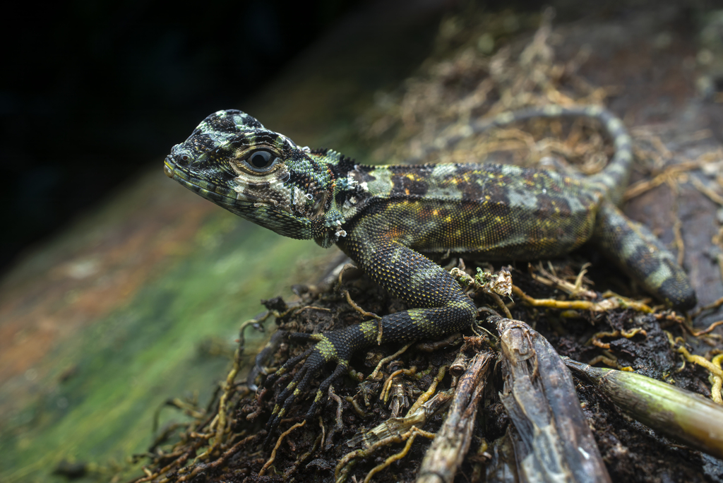 Obscure Amazonian Lizard Observation of the Week: 4 January 2026 ...