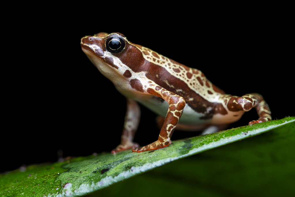 Manaus Harlequin Toad