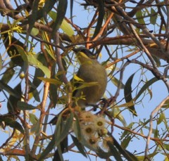 Lichenostomus cratitius