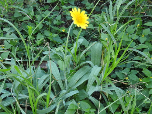 Tetraneuris scaposa var. argyrocaulon