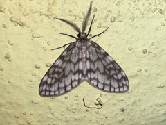 Geometridae