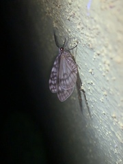Geometridae