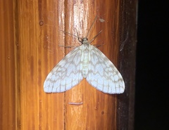 Lepidoptera