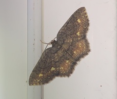 Geometridae
