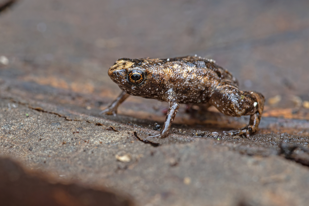 Flea-frog