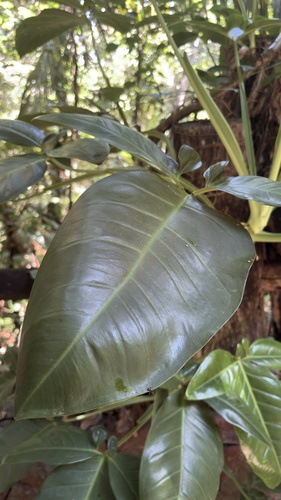 Syngonium auritum, photograph 2