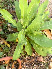 Sonchus wightianus