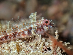 Mexican Triplefin photo 1