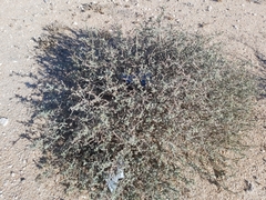 Heliotropium bacciferum