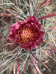Ferocactus gracilis gatesii