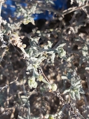 Heliotropium bacciferum