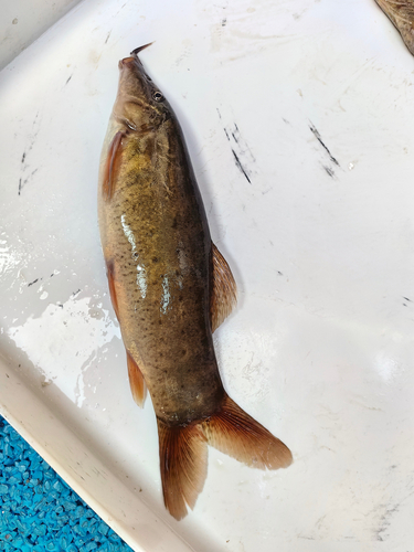 Tijger-botia (Syncrossus helodes) — Cobitidae — 5