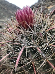 Ferocactus gracilis gatesii