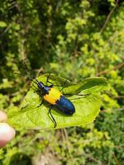 Desmocerus palliatus