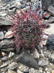 Ferocactus gracilis gatesii