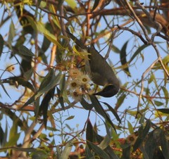 Lichenostomus cratitius