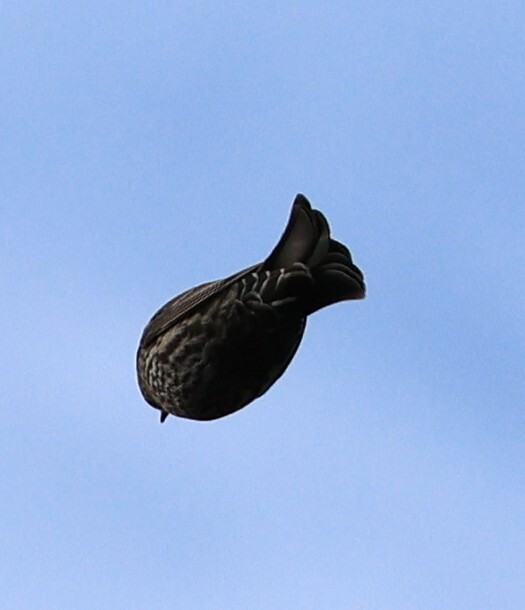 Agelaius phoeniceus (Linnaeus, 1766)