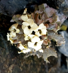 Notothlaspi rosulatum