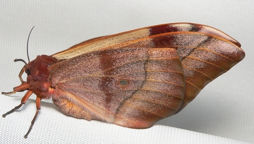 Cabbage Tree Emperor