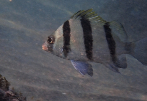 Blackbarred grunt (Genyatremus dovii) — Haemulidae
