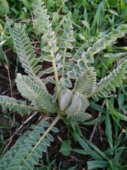 Astragalus macrocarpus