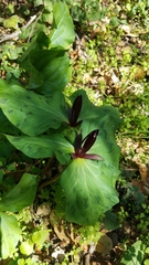 Trillium angustipetalum