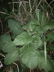 Salvia hierosolymitana