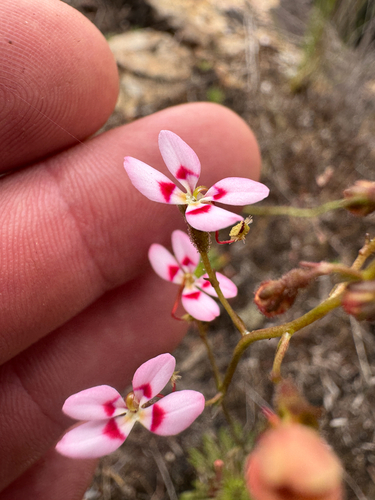 Fly-Away Triggerplant (Stylidium caespitosum)
