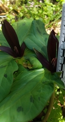 Trillium angustipetalum