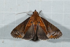 Lophoptera ferrinalis