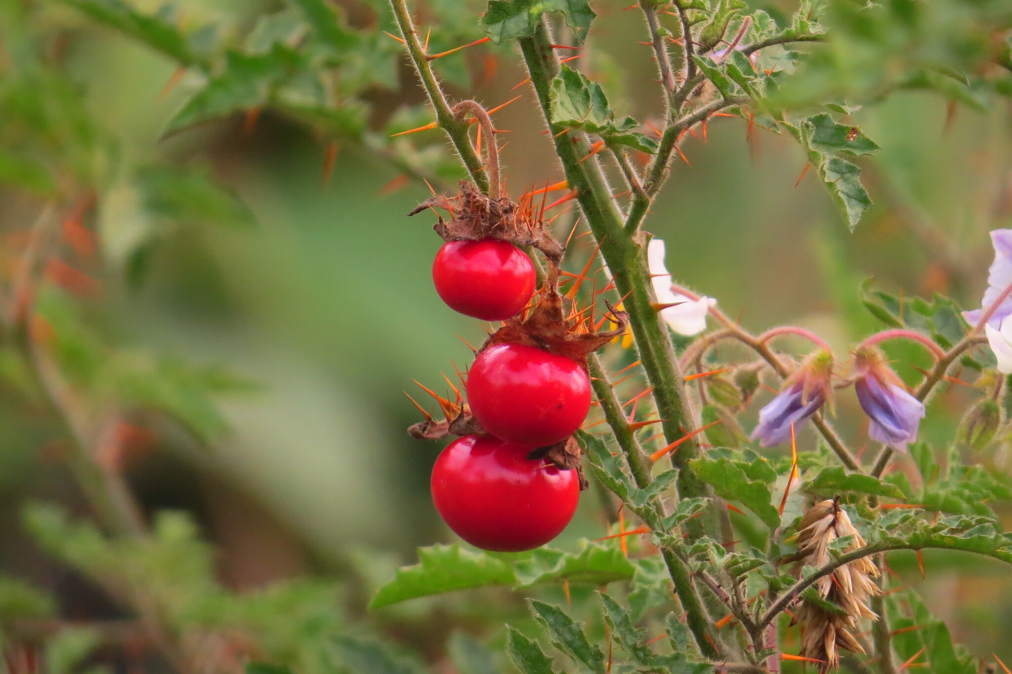 Solanum sisymbriifolium