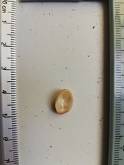 Pilosabia trigona
