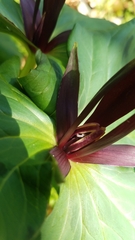 Trillium angustipetalum