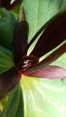 Trillium angustipetalum