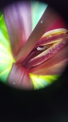 Trillium angustipetalum