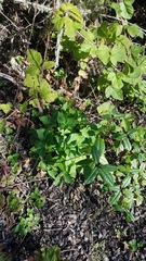 Trillium angustipetalum
